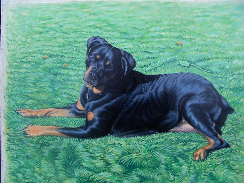 Rottweiller portrait